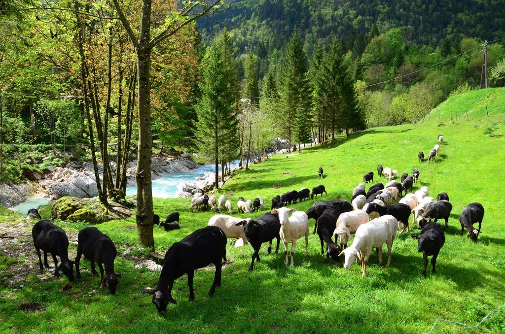 Bovec Home At Three Samoyeds Soča Exteriör bild